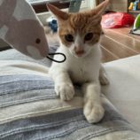 1月5日瑞穂店に参加する美浜猫の会の保護猫07