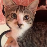 1月5日瑞穂店に参加する美浜猫の会の保護猫08