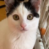 1月5日瑞穂店に参加する美浜猫の会の保護猫09