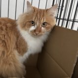 1月5日瑞穂店に参加する美浜猫の会の保護猫12