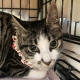 1月5日瑞穂店に参加する美浜猫の会の保護猫13