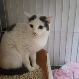 1月5日瑞穂店に参加する美浜猫の会の保護猫14