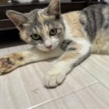 1月5日瑞穂店に参加する美浜猫の会の保護猫16