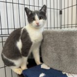 1月5日瑞穂店に参加する美浜猫の会の保護猫17