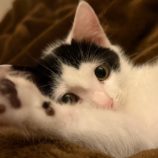 1月5日瑞穂店に参加する美浜猫の会の保護猫18