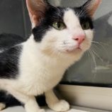 1月5日瑞穂店に参加する美浜猫の会の保護猫20