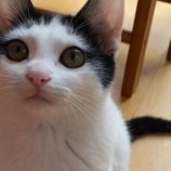 1月5日瑞穂店に参加する美浜猫の会の保護猫21