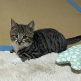 12月21日八千代店に参加する花ねこ千葉の保護猫01