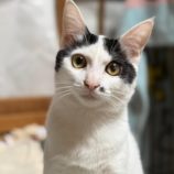 12月21日八千代店に参加する花ねこ千葉の保護猫02