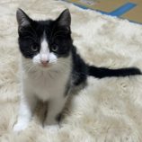 12月21日八千代店に参加する花ねこ千葉の保護猫04