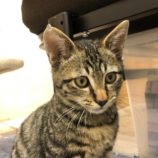 12月21日八千代店に参加する花ねこ千葉の保護猫05