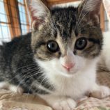 12月21日八千代店に参加する花ねこ千葉の保護猫06