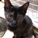 12月21日八千代店に参加する花ねこ千葉の保護猫08