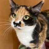 12月21日八千代店に参加する花ねこ千葉の保護猫09