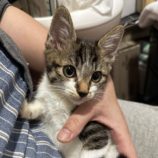 12月21日八千代店に参加する花ねこ千葉の保護猫10