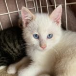 12月21日八千代店に参加する花ねこ千葉の保護猫11