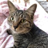 12月21日八千代店に参加する花ねこ千葉の保護猫12