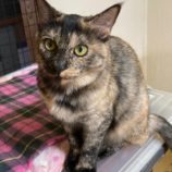 12月21日八千代店に参加する花ねこ千葉の保護猫14