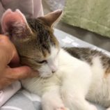 12月21日八千代店に参加する花ねこ千葉の保護猫15