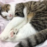 12月21日八千代店に参加する花ねこ千葉の保護猫16