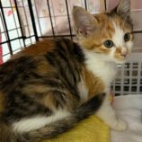 12月21日八千代店に参加する花ねこ千葉の保護猫17