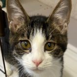 12月22日吉岡店に参加する猫のへやの保護猫01