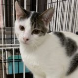 12月22日吉岡店に参加する猫のへやの保護猫02