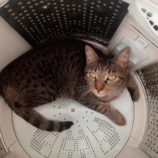 12月22日吉岡店に参加する猫のへやの保護猫03