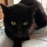 12月22日吉岡店に参加する猫のへやの保護猫05