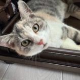 1月19日千葉店に参加する美浜ねこの会の保護猫05