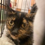 1月19日千葉店に参加する美浜ねこの会の保護猫07