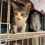 1月19日千葉店に参加する美浜ねこの会の保護猫12