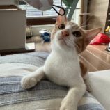 1月19日千葉店に参加する美浜ねこの会の保護猫13