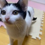 1月19日千葉店に参加する美浜ねこの会の保護猫17
