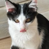 1月19日千葉店に参加する美浜ねこの会の保護猫18