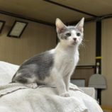 1月19日千代田店に参加するSONADORASの保護猫01