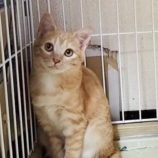 1月19日千代田店に参加するSONADORASの保護猫02