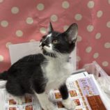 1月19日千代田店に参加するSONADORASの保護猫03