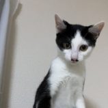 1月19日千代田店に参加するSONADORASの保護猫04