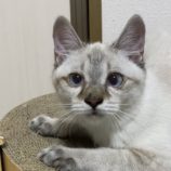 1月19日千代田店に参加するSONADORASの保護猫05