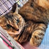 1月19日千代田店に参加するSONADORASの保護猫08