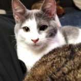 1月19日千代田店に参加するSONADORASの保護猫09