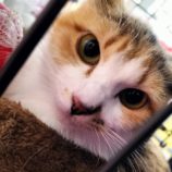 1月19日千代田店に参加するSONADORASの保護猫10