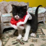 1月19日千代田店に参加するアニマルフレンドの保護猫01