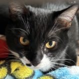 1月19日千代田店に参加するアニマルフレンドの保護猫02