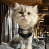 1月19日千代田店に参加するアニマルフレンドの保護猫03