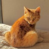 1月12日ひたちなか店に参加するネコスペ事務局の保護猫01