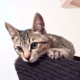 1月12日ひたちなか店に参加するネコスペ事務局の保護猫02