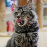 1月12日ひたちなか店に参加するネコスペ事務局の保護猫03