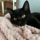 1月12日ひたちなか店に参加するネコスペ事務局の保護猫04